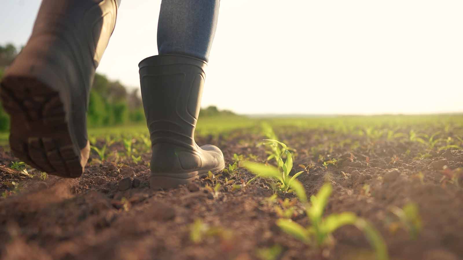 Disoccupazione agricola