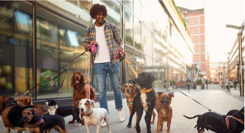 dog sitter cammina in città con molti cani al guinzaglio